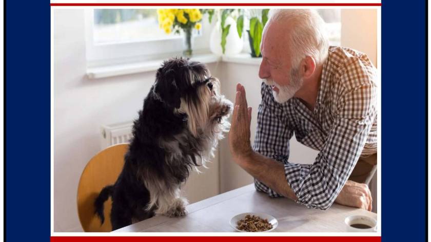 WHY DOGS ARE THE BEST COMPANIONS FOR SENIORS